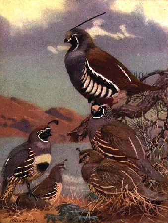 quail