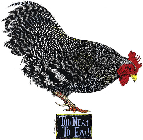 too neat rooster