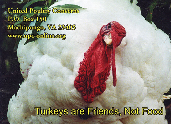 turkey sticker