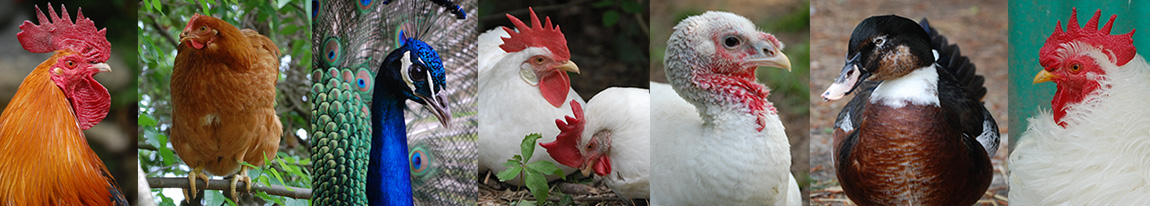 UPC Residents Banner