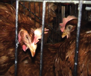 Battery cages