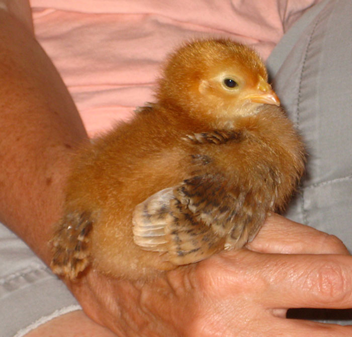 Roly Poly Lap