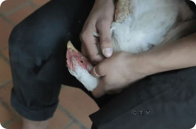 calgary student kills chicken