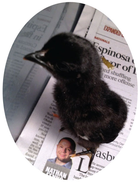 little chick
