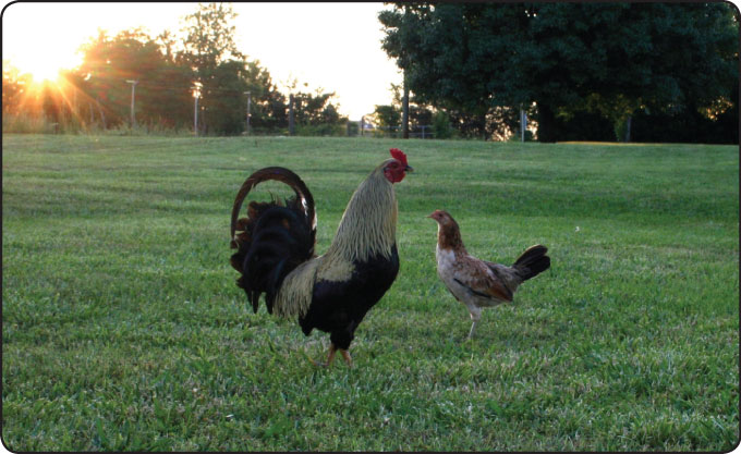 rescued atlanta hen