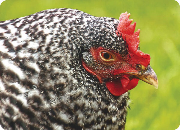 sweetie the hen
