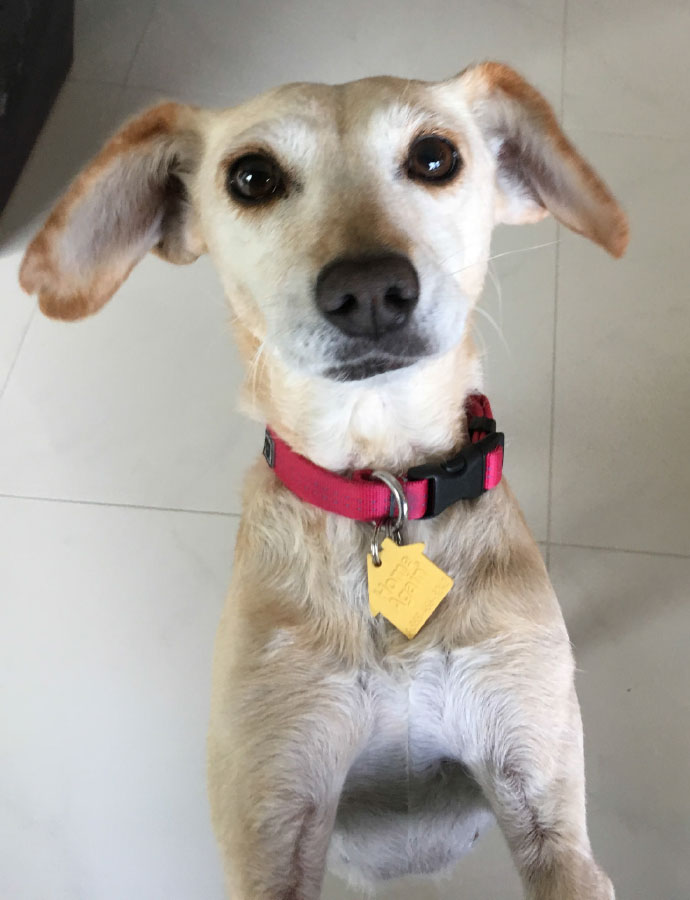 Luna, the Dog