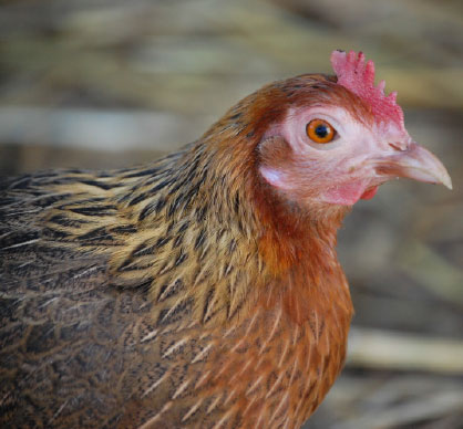 marilyn_the_cockfighting_hen_square