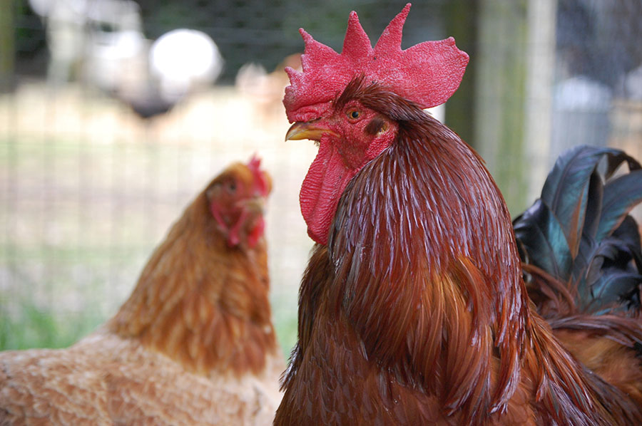 Troubador, the Rooster