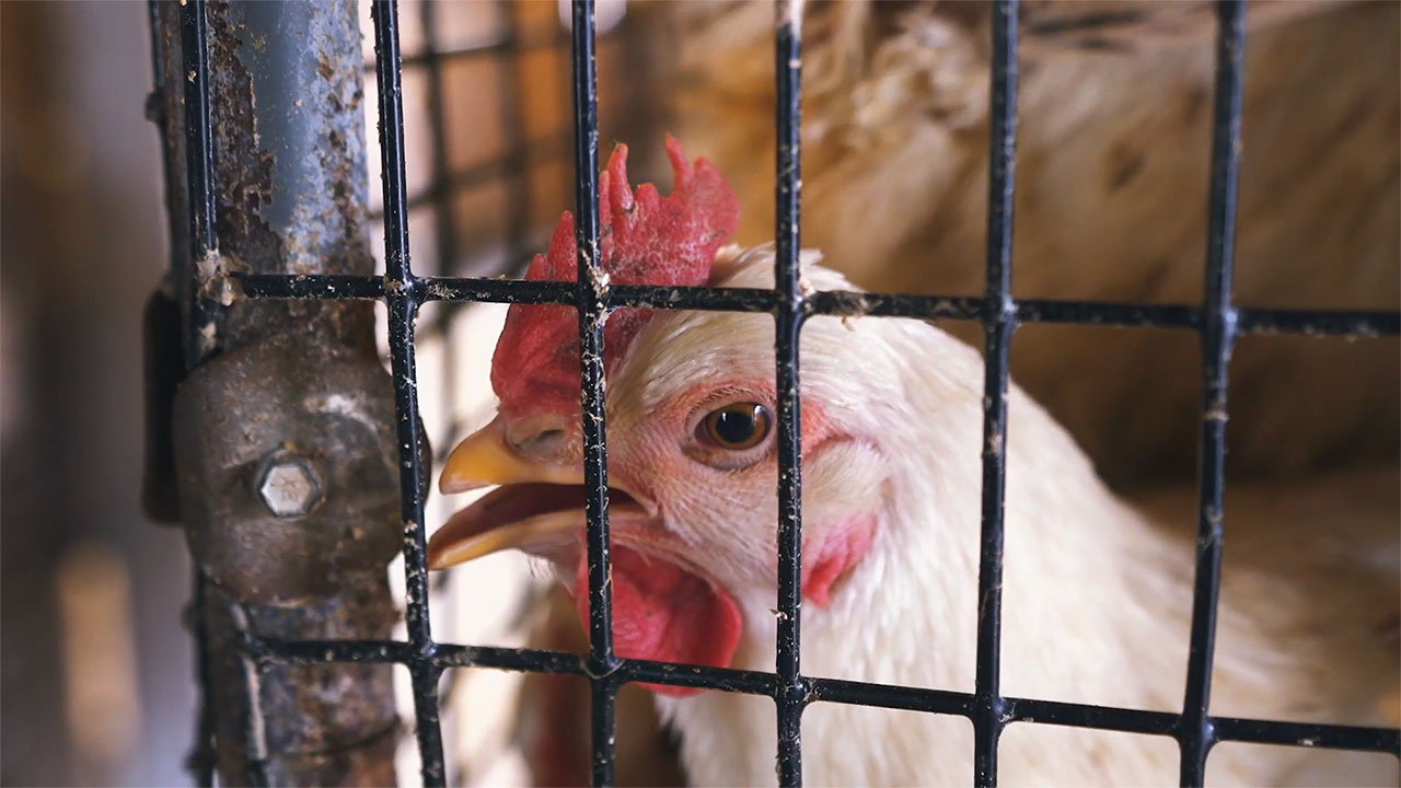 “Disregarded” Shows the Plight Chickens Face