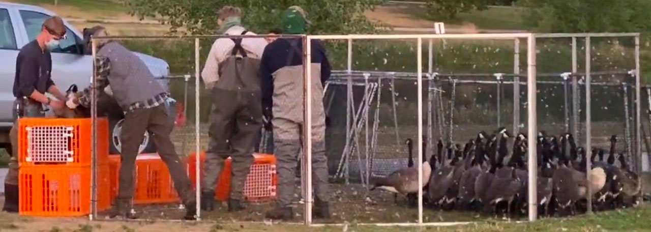 The geese are being rounded up in a Denver park, July 2020.
