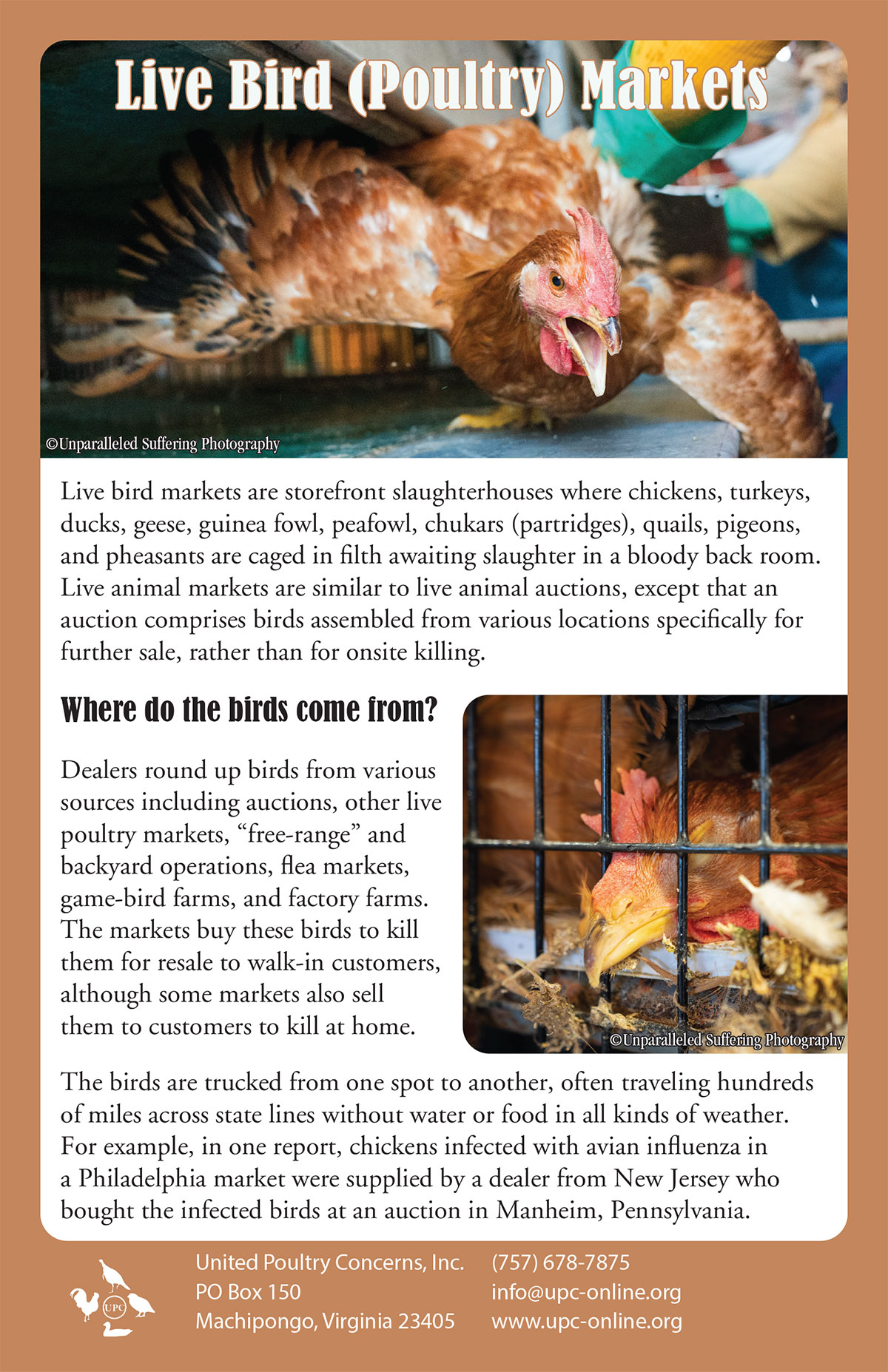 Live Bird (Poultry) Markets