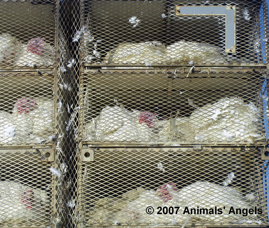 Turkey truck on cold day in January