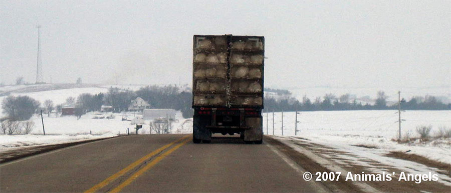 Turkey truck on cold day in January