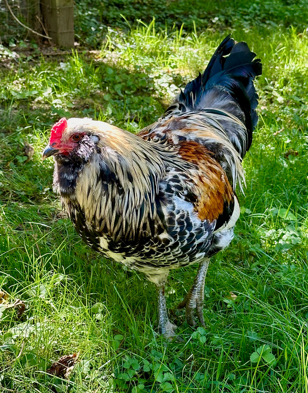 Precious Bubba the Rooster