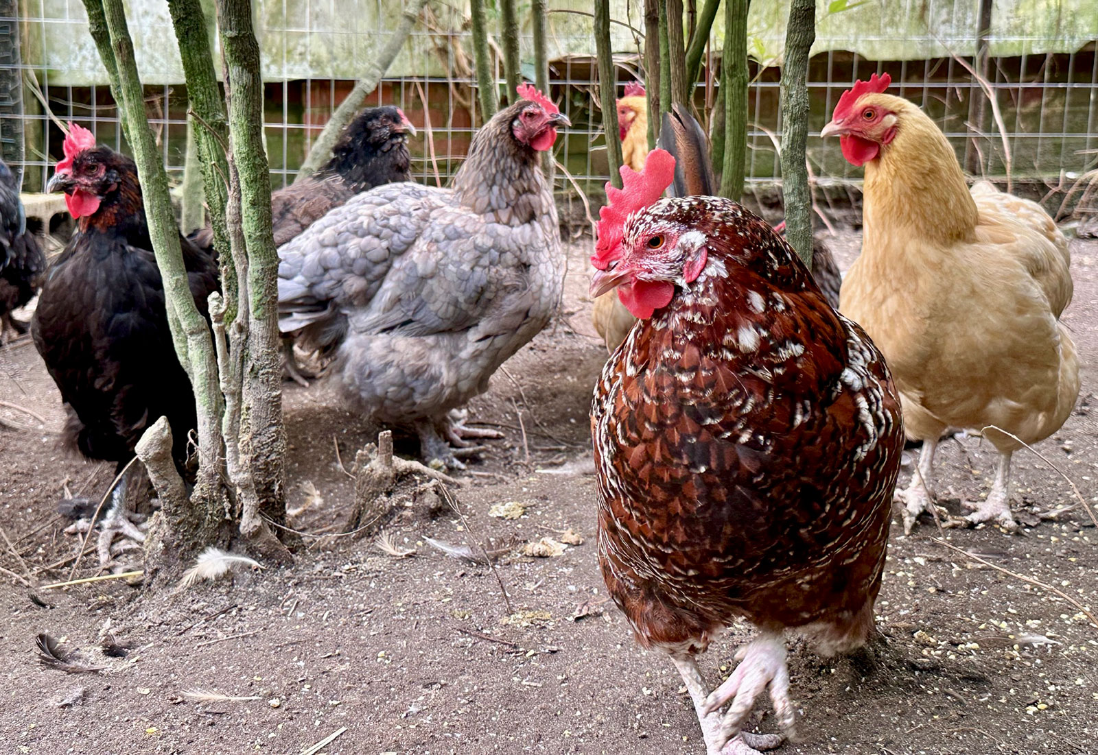 Twelve Happy Hens at UPC