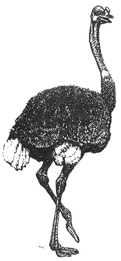 Ostrich