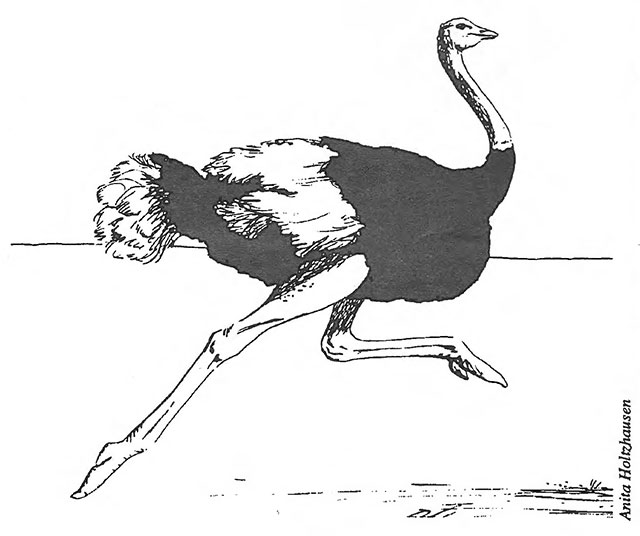 Ostrich