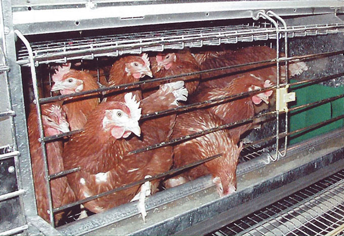 enriched cage ciwf