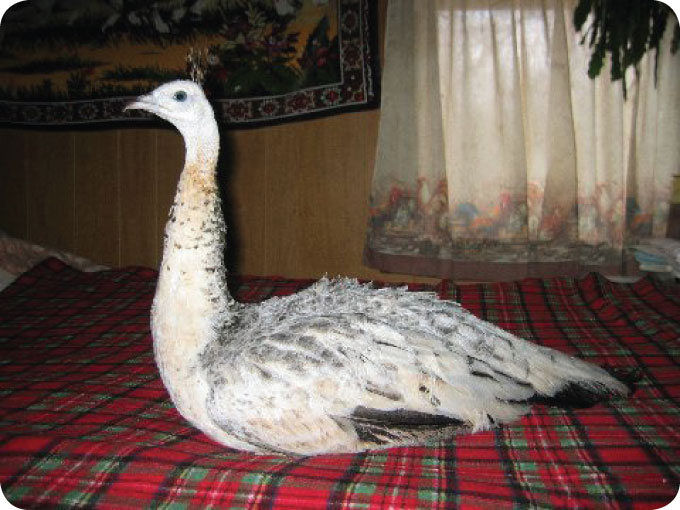 maya the peahen