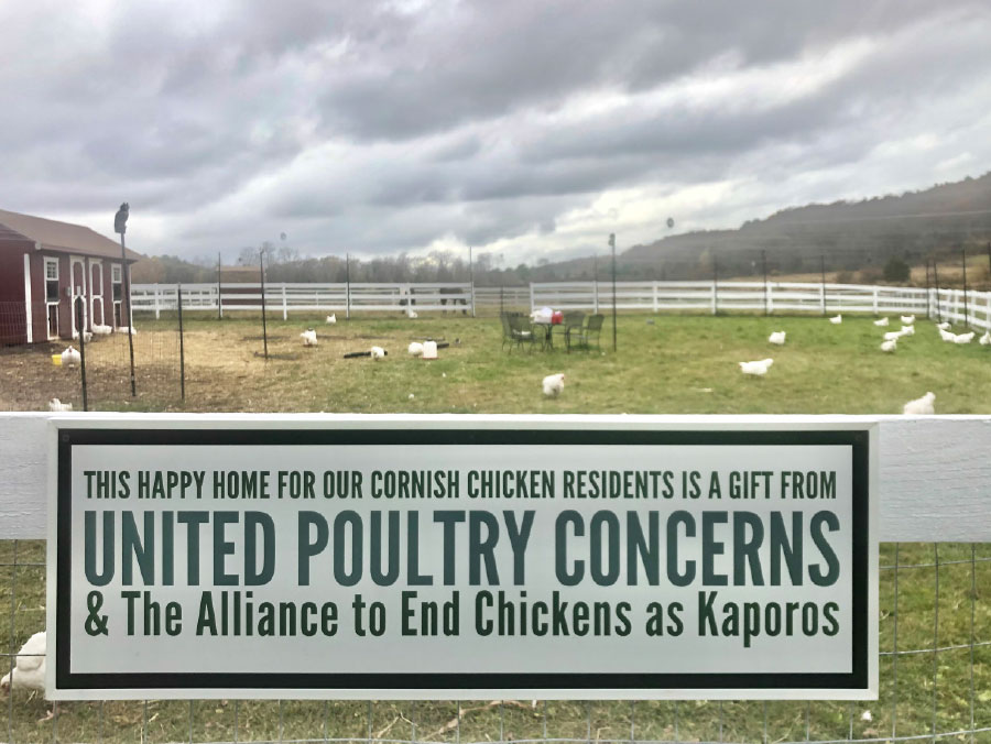 Happy Home for Kaporos Chicken 1