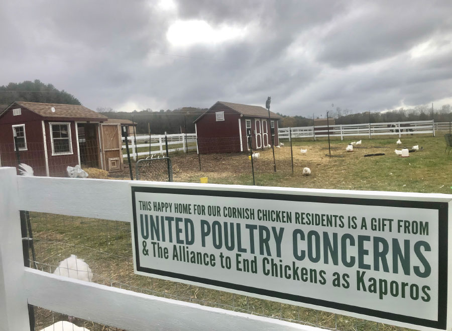 Happy Home for Kaporos Chicken 2