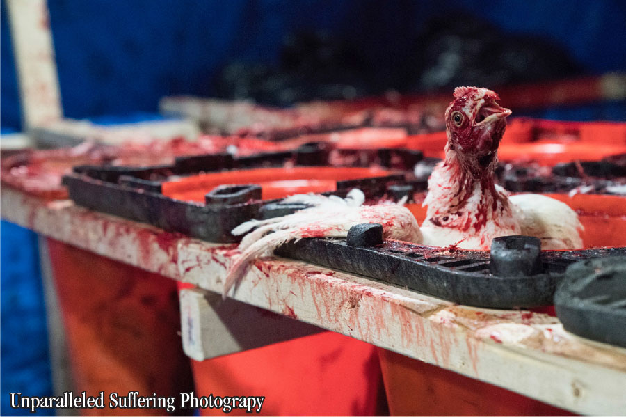 Kaporos 2017 Unparalleled Suffering Photography