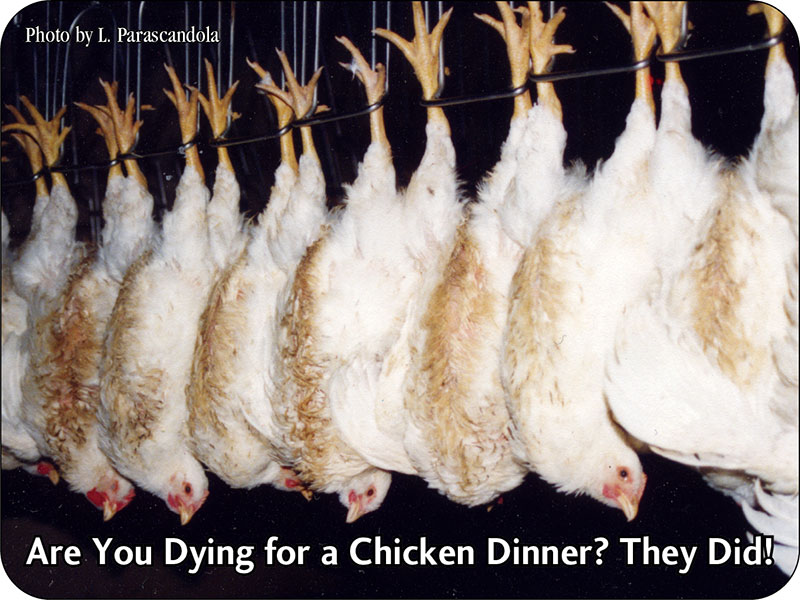 Dying for Dinner Cards (front)