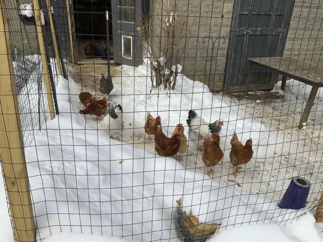 Fluffy in her new home, February, 2021.