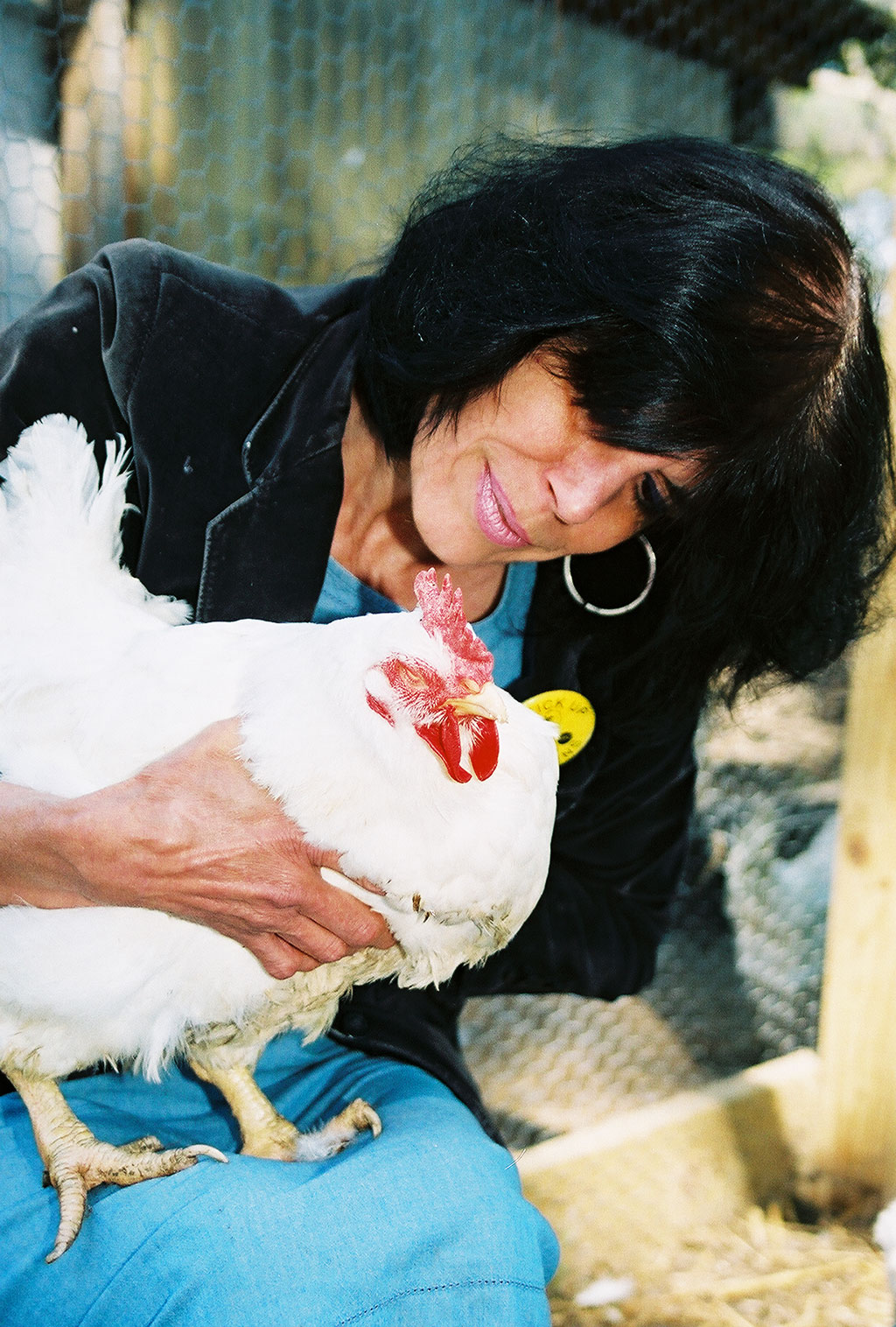 Karen Davis Holds a Rescued Broiler Breeder Hen