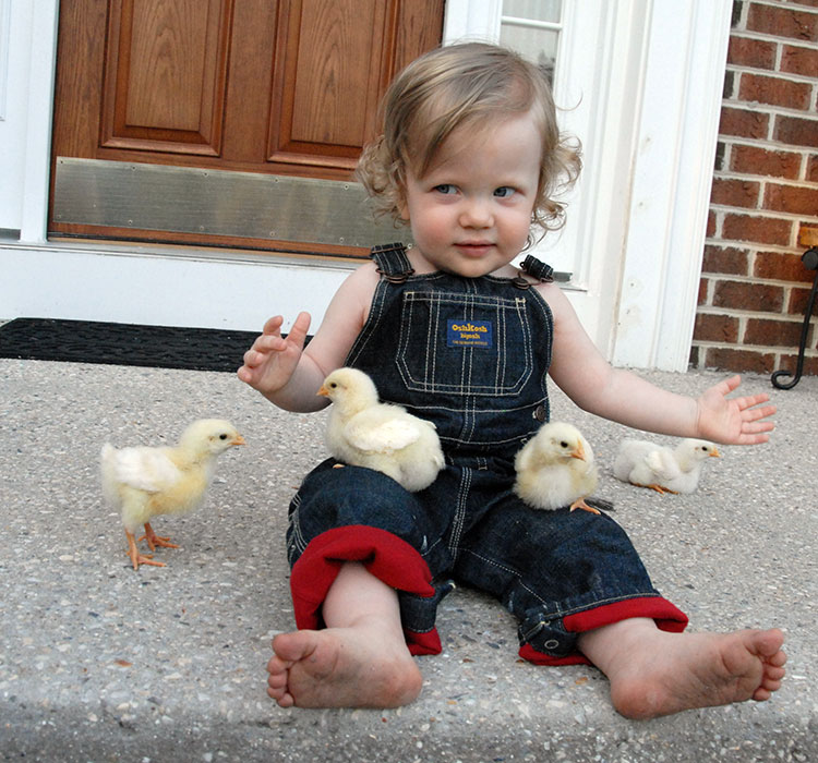 Baby Chicks