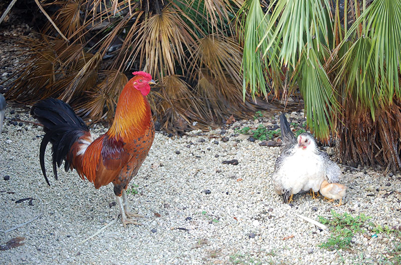 chicken_family_everglades (71K)