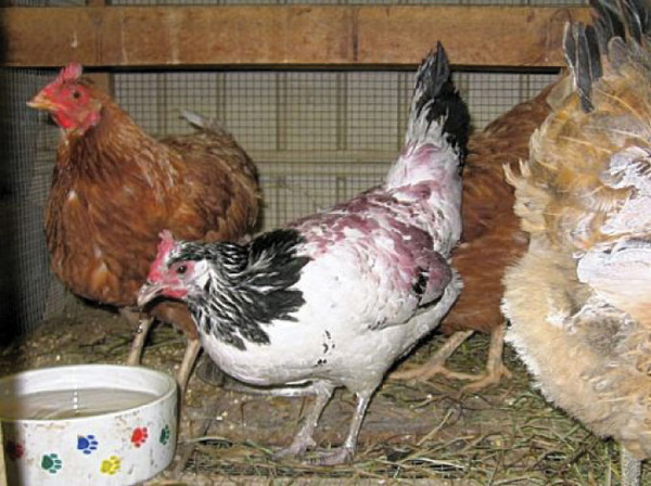 Chickens Painted