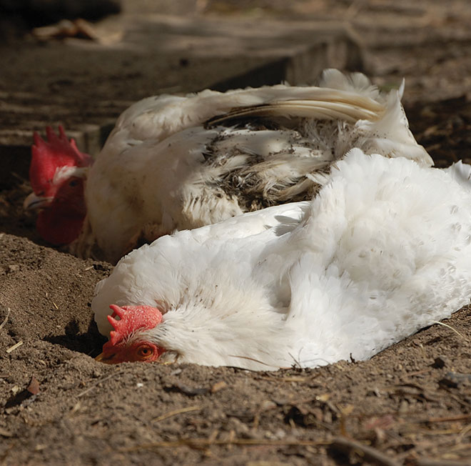 Photo of UPC Sanctuary Hens Dustbathing by Davida G. Breier
