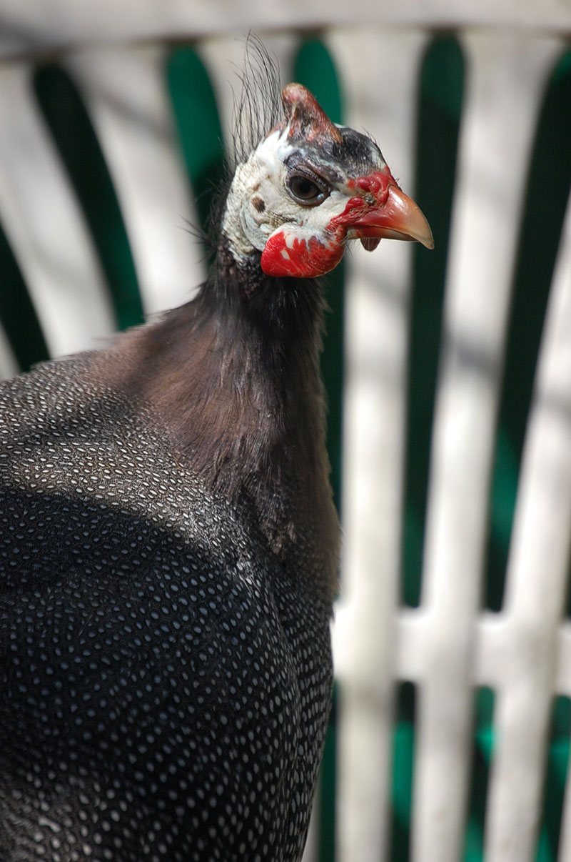 Goli the Guniea Fowl