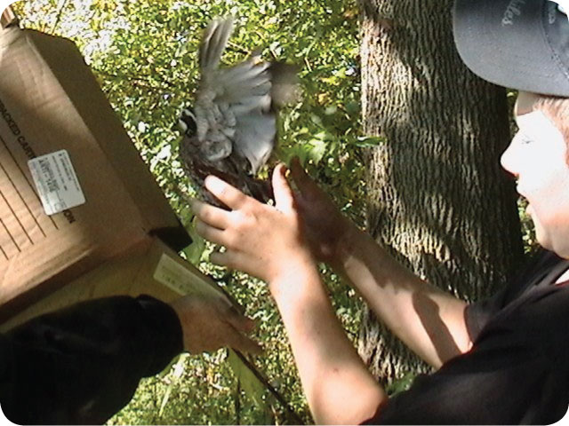 quail release