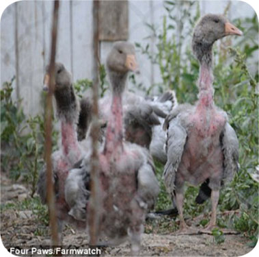 daily mail live plucked crop