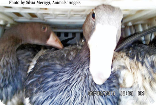 sad hungarian ducks and geese