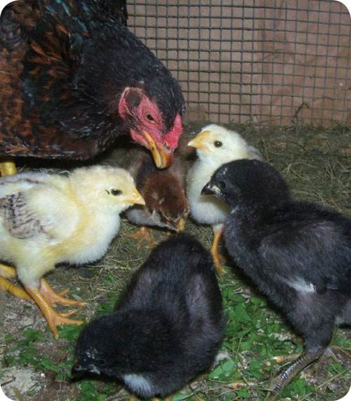 mama hen with chicks