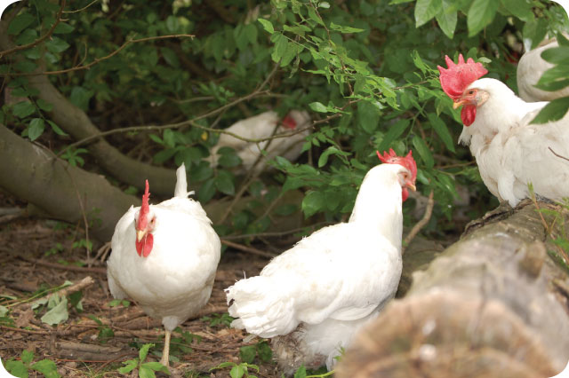upc chickens woods