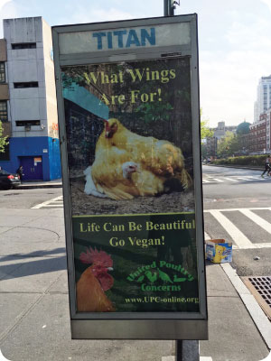nyc what wings are for kiosk4