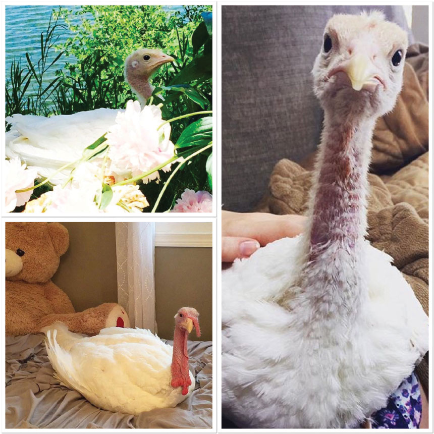 Ginger the Turkey Collage