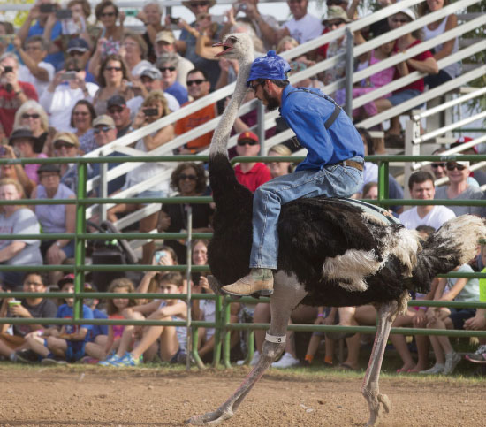 Man riding on the back of an ostrich