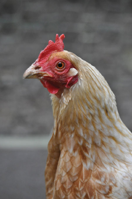 Paco