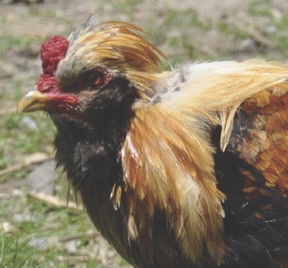 lorenzo_the_rooster_squar