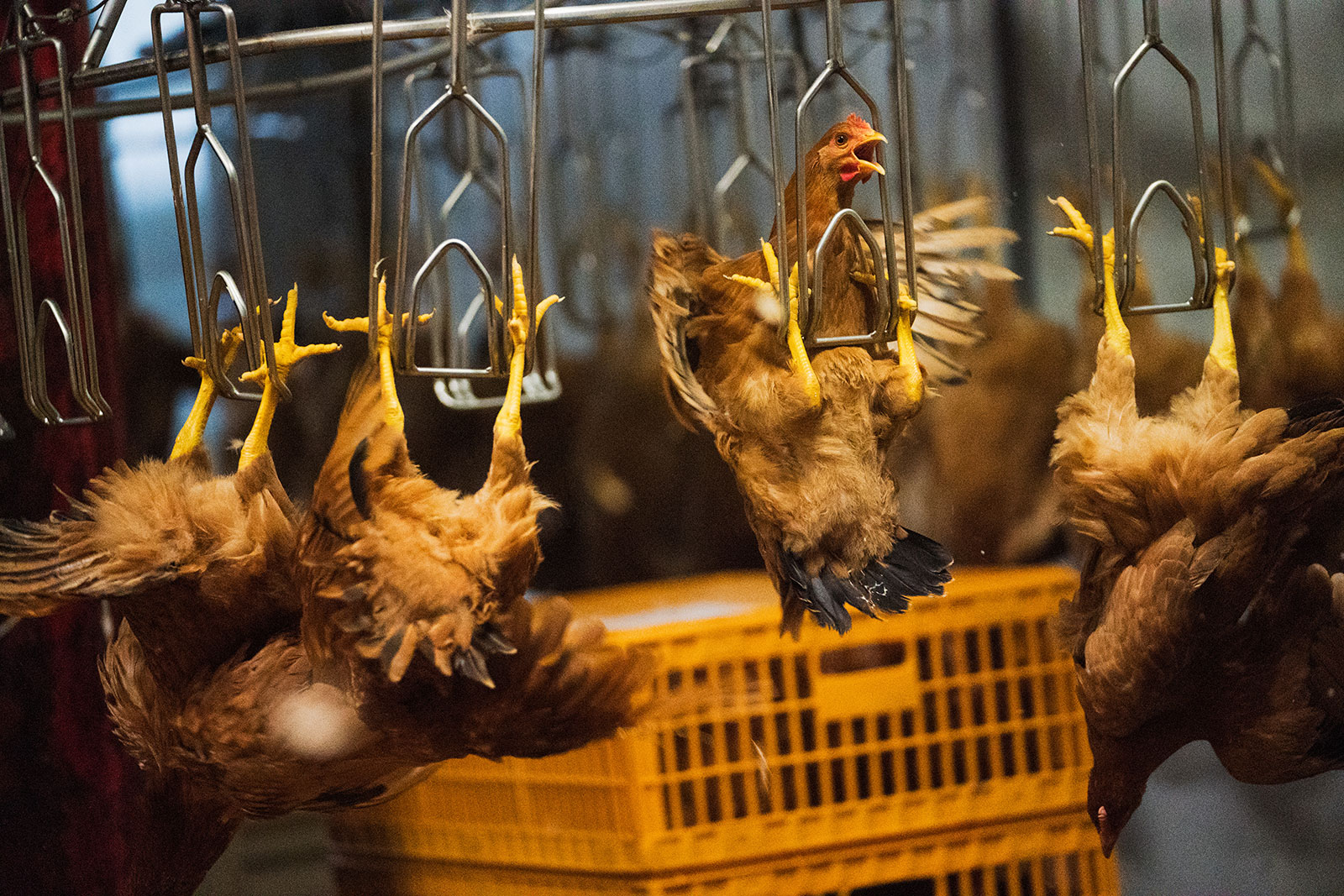 New Stockton CA Poultry Market