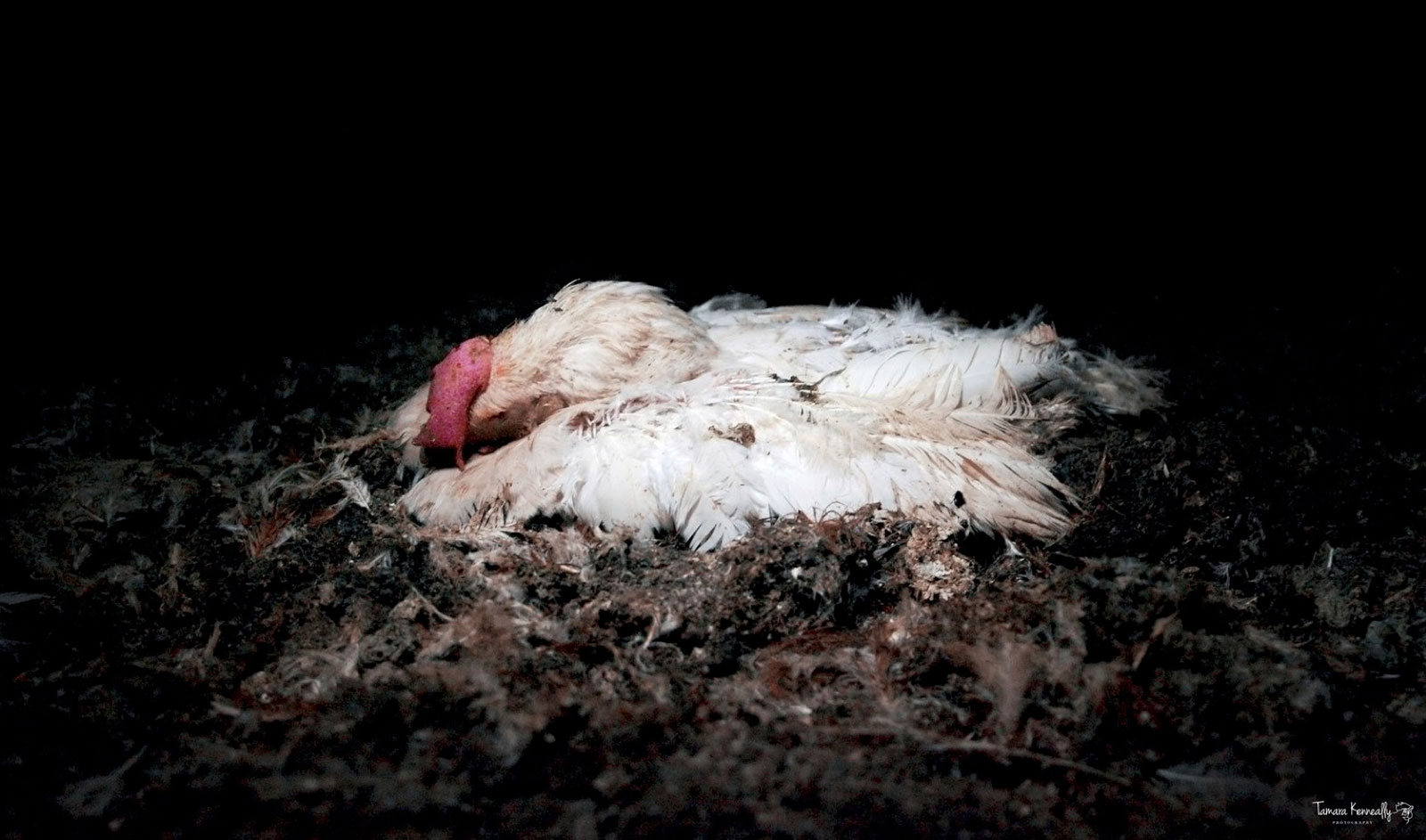 Hen Found Dead in Egg Farm Manure Pit