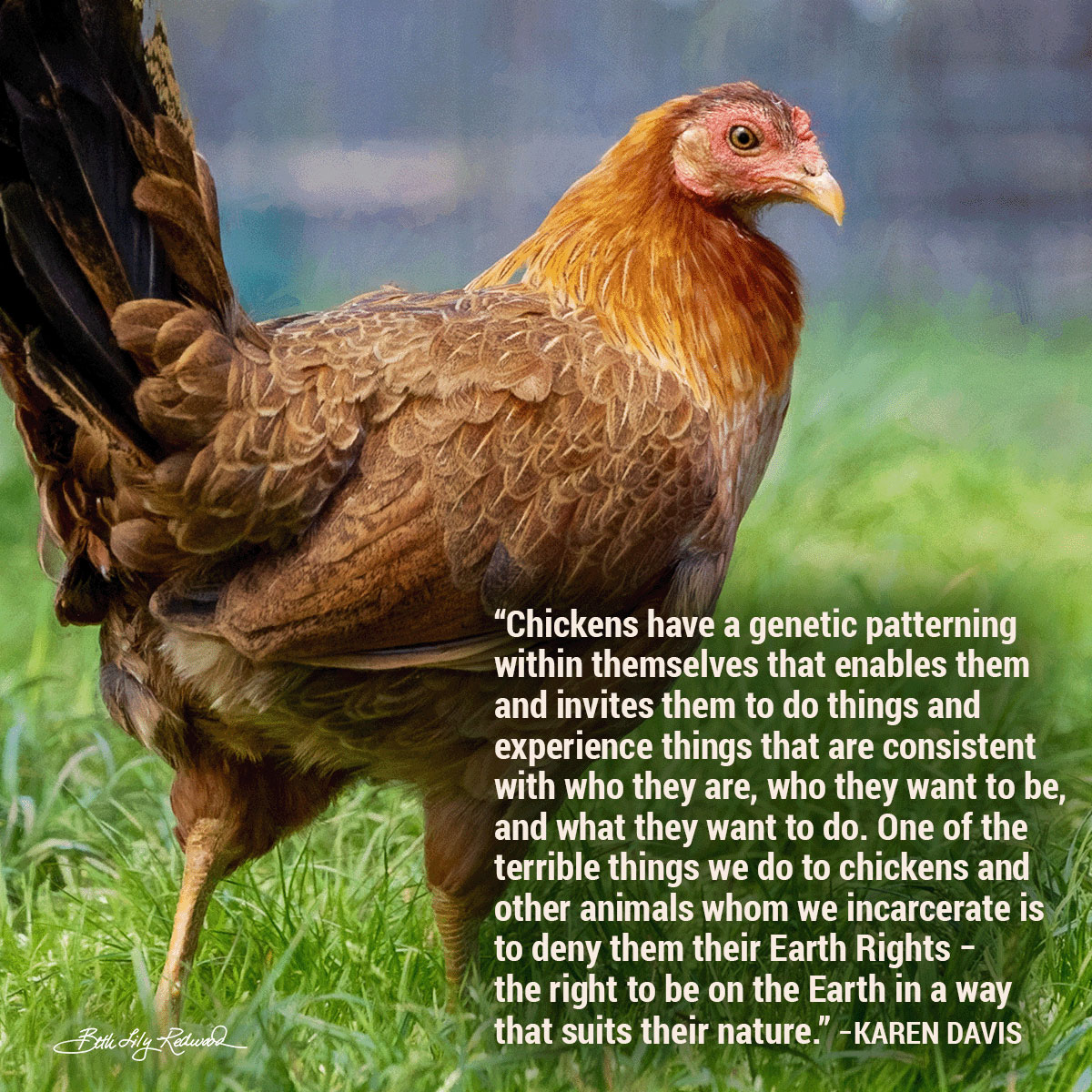 International Respect for Chickens Month Memes 1