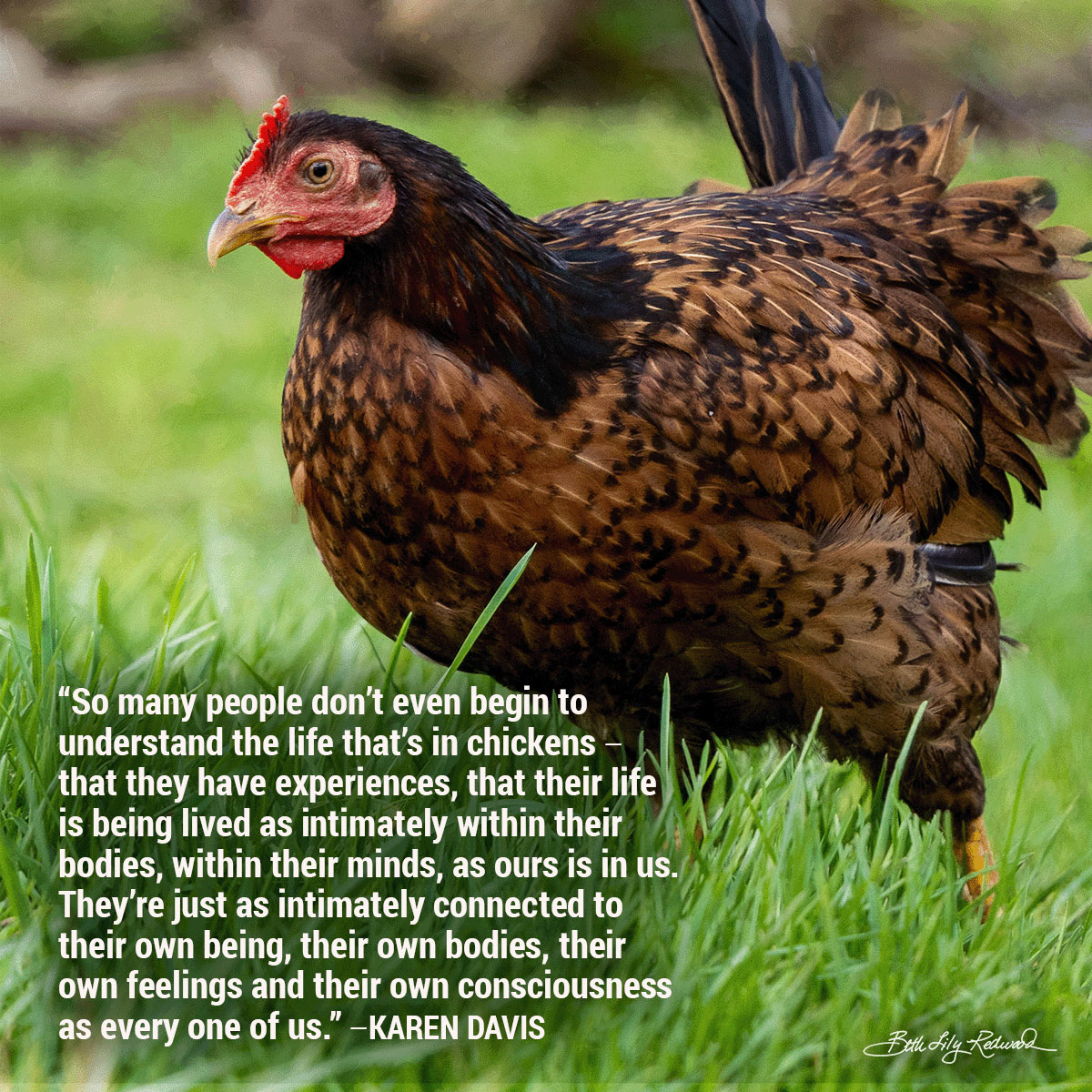 International Respect for Chickens Month Memes 2