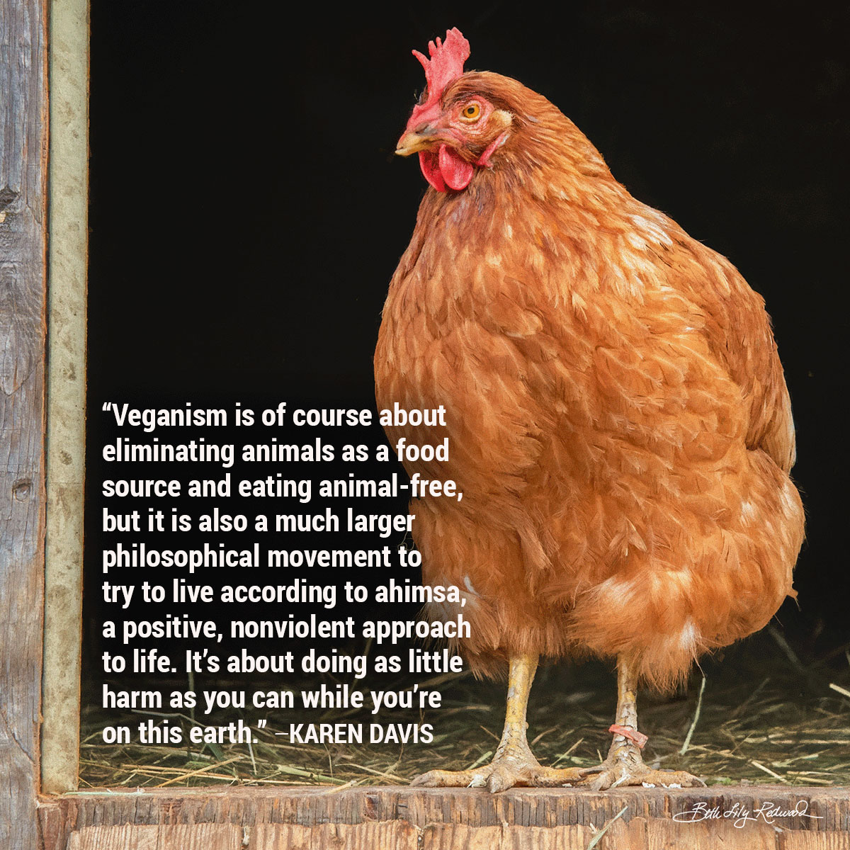 International Respect for Chickens Month Memes 4